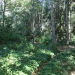 A portion of the area where the new Bike Skills Area is proposed to be located in Deanes Childrens Park. Andy Nystrom/ staff photo