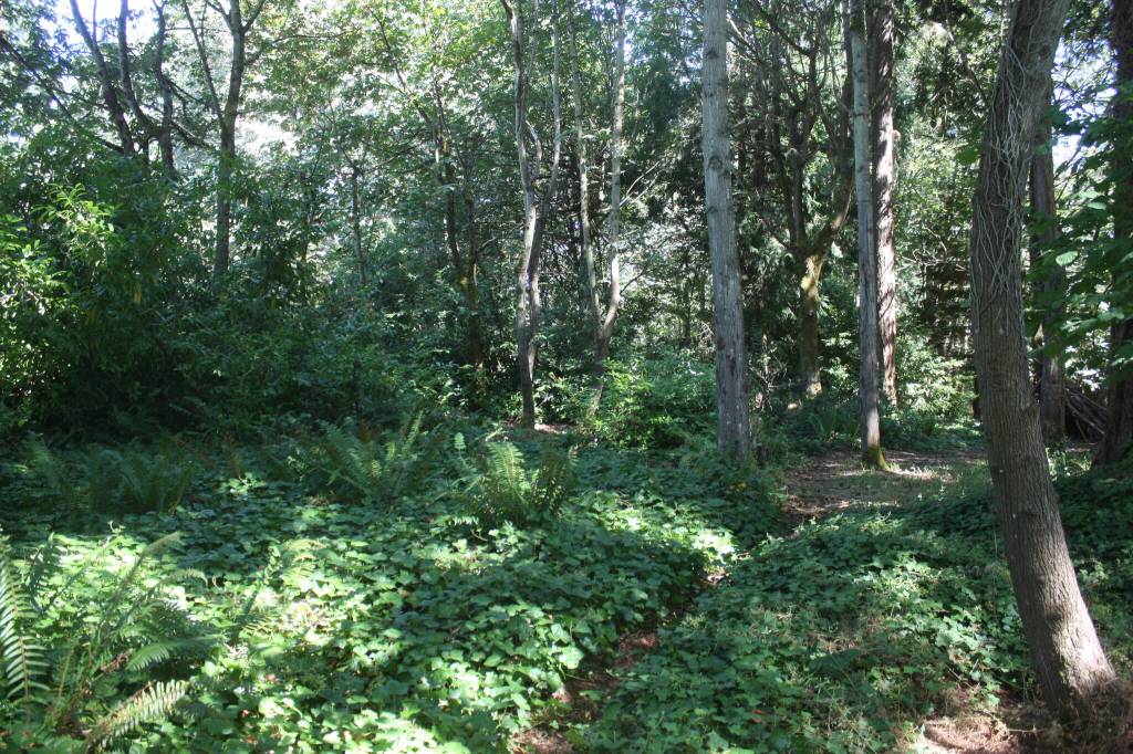 A portion of the area where the new Bike Skills Area is proposed to be located in Deanes Childrens Park. Andy Nystrom/ staff photo