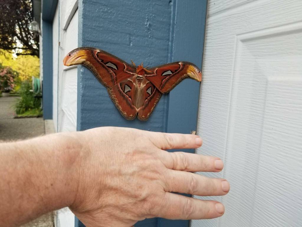 The size of the atlas moth in comparison to the size of a mans hand. Courtesy of WSDA.