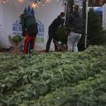 Volunteers work away at last years holiday tree lot. Andy Nystrom/ staff photo