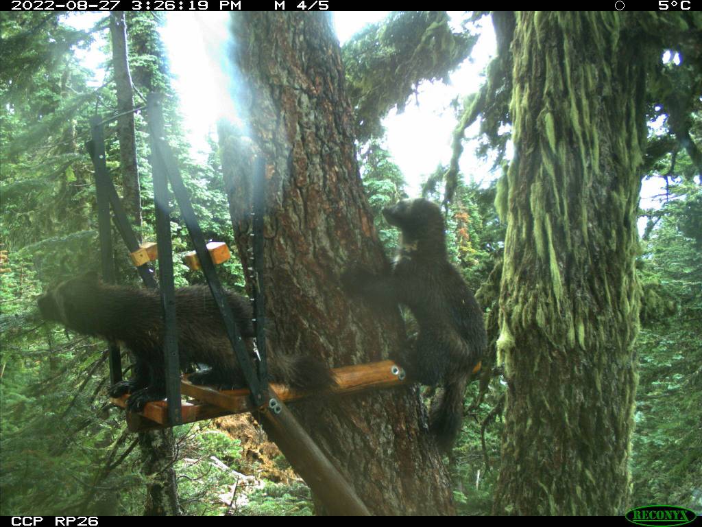 Courtesy Photos
Jonis family is caught on a trail cam in late October of this year.