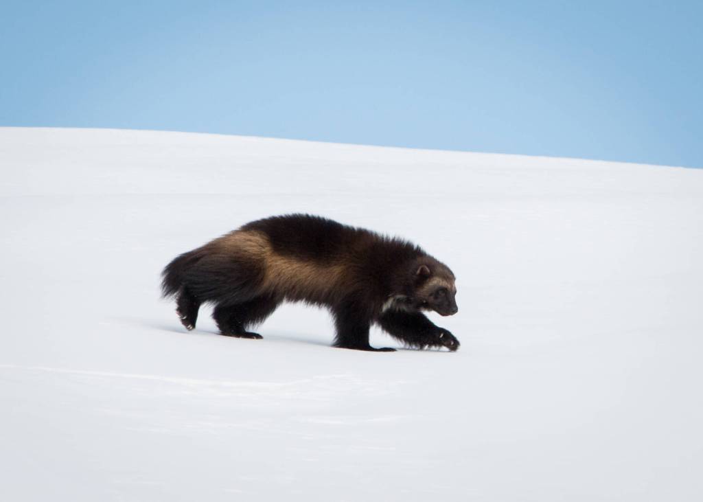 Courtesy Photo
Jonis son Dale, born in 2021, strides across a blanket of snow on Mount Rainier in January of this year. He now has at least three other siblings who share the mountain, not to mention his mom and dad.