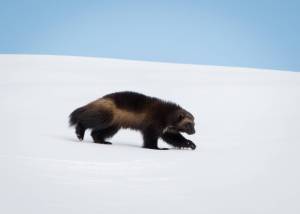 Courtesy Photo
Jonis son Dale, born in 2021, strides across a blanket of snow on Mount Rainier in January of this year. He now has at least three other siblings who share the mountain, not to mention his mom and dad.