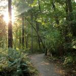 Pictured is a portion of the 113-acre Pioneer Park forest. Photo courtesy of the city of Mercer Island