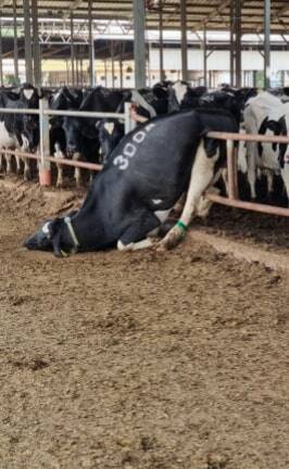 Photo by Avi Freiman