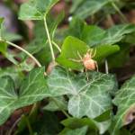Volunteers can get into the spooky Halloween spirit by hanging out with spiders and eating candy, all while helping to improve habitat for owls, bats, and bugs (among many other forest critters) from 3:30-5:30 pm on Oct. 26 in Pioneer Park. The event will feature weed removal to prepare for planting. No experience is necessary, and people should wear long pants, boots or sneakers and bring water. Small snacks, gloves and tools will be provided. Meet at the corner of Island Crest Way and Southeast 68th Street; follow the volunteer event signs. For more information, visit: <a href="https://volunteersignup.org/LT3BF" target="_blank">https://volunteersignup.org/LT3BF</a>. Photo courtesy of Gregory Schaffer