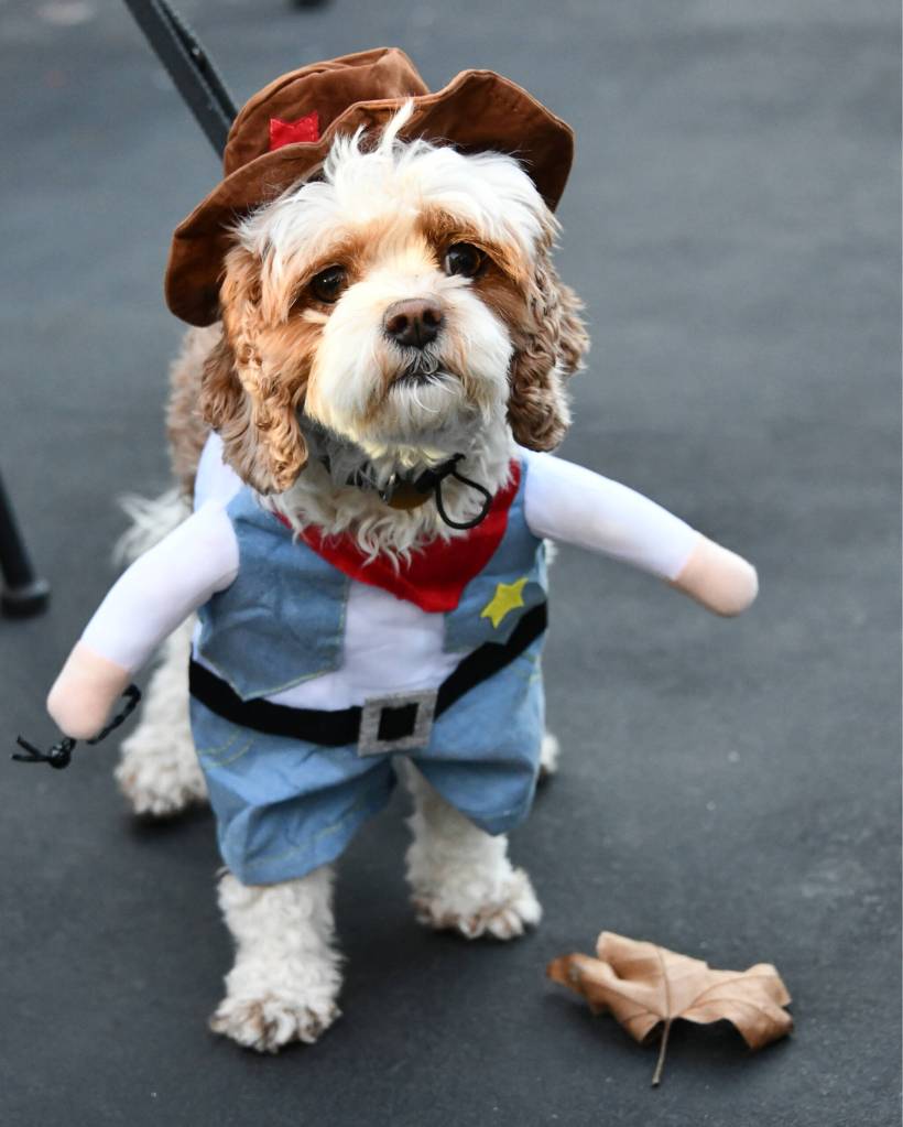 Dog Olive gets in the Halloween spirit. Andy Nystrom/ staff photo
