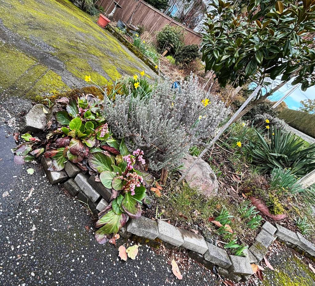 A host of daffodils are starting to bloom in Curtis Engelands garden. He was an avid gardener. Andy Nystrom/ staff photo