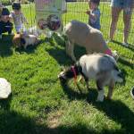 People visit with pigs, goats and ducks at the city of Mercer Islands annual Leap for Green Earth Day Fair on April 20 at the community and event center. About 500 people attended the event, which promoted environmental practices and activities for kids and adults, and raised general awareness of local sustainability resources. Cedar Grove and The Mercer Island Community Fund were the event sponsors. Photo courtesy of the city of Mercer Island