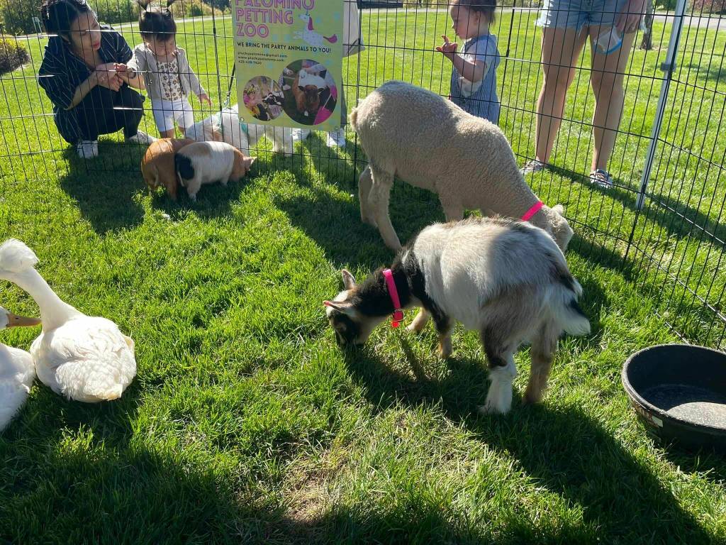 People visit with pigs, goats and ducks at the city of Mercer Islands annual Leap for Green Earth Day Fair on April 20 at the community and event center. About 500 people attended the event, which promoted environmental practices and activities for kids and adults, and raised general awareness of local sustainability resources. Cedar Grove and The Mercer Island Community Fund were the event sponsors. Photo courtesy of the city of Mercer Island