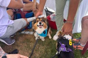 Danielle and Aaron Motyka, will participate with their dog Harrison in the Emerald Downs Corgi World Championship Races for charity on July 14.