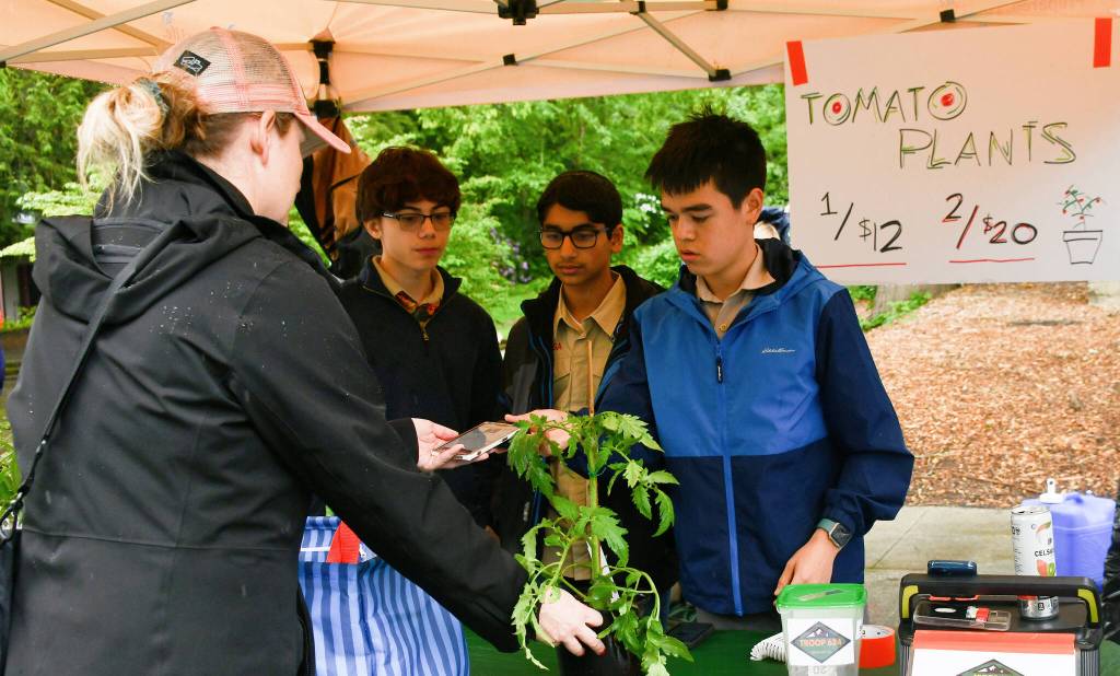 Members of the Mercer Island Boy Scout Troop 624 sell a tomato plant from Chinook Farms. Andy Nystrom/ staff photo