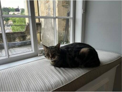 Alfie at his favorite perch. Photo by Mindy Stern