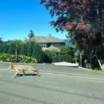 A coyote was spotted on the morning of July 24 in the 7200 block of North Mercer Way. Photos courtesy of Daniel Thompson