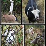 Goats have returned to Islander Middle School to feast on the vegetation in the storm water retention pond adjacent to the school. When visiting the goats, Islanders are asked to not feed them or go on campus while school is in session. The goats were transported to the school by Rent-A-Ruminant LLC and are expected to be in town until Aug. 28. Andy Nystrom/ staff photos