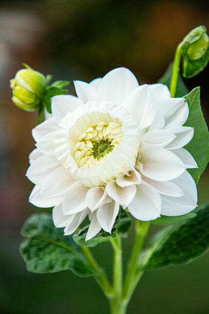 The daffodahlia received its name because the inward petals, which were supposed to curl outward, decided to instead curl inward and create a daffodil-like cup. Photo courtesy Kelsey Hall