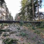 Fallen tree on Island Crest Way. Photo courtesy of Greg Asimakoupoulos