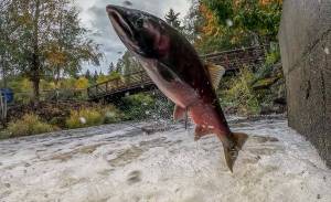 Photo Credit: Blake Kremer, Friends of Issaquah Salmon Hatchery.