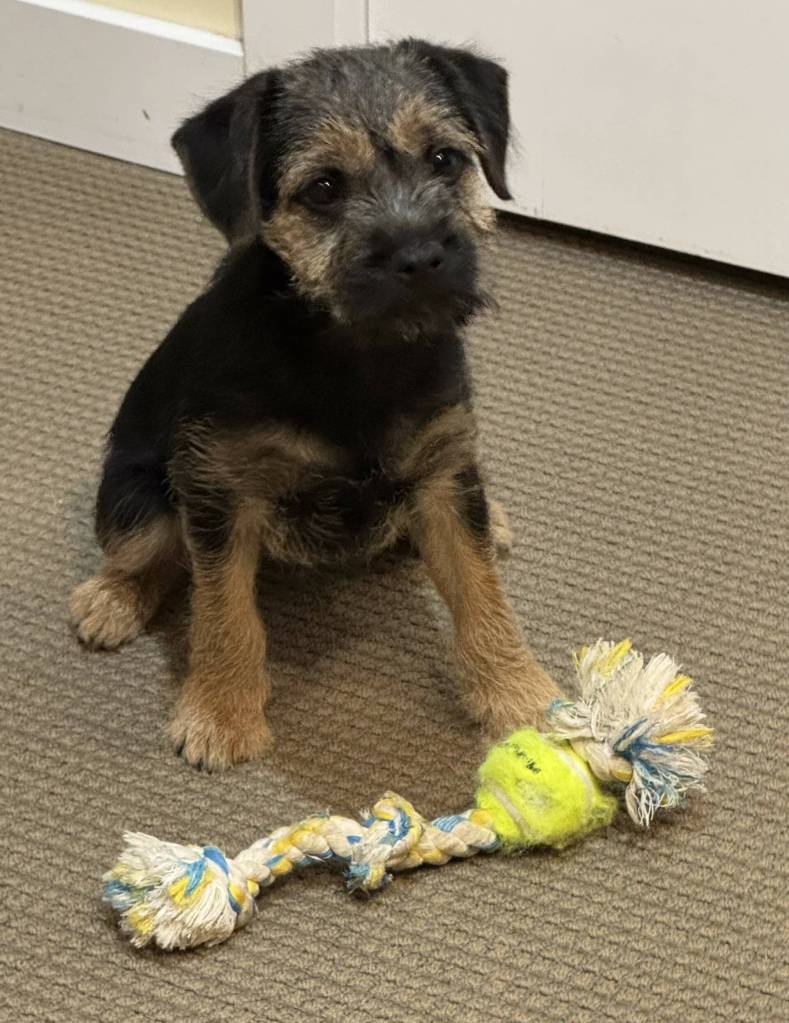 Photo by Mindy Stern
Muddle, age 14 weeks.