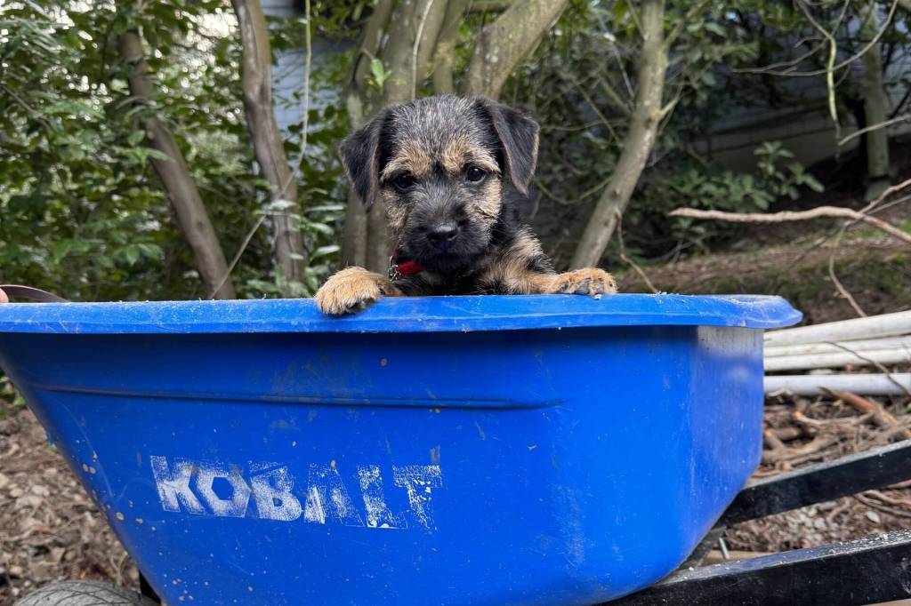 Muddle, age 12 weeks. Photo by Mindy Stern