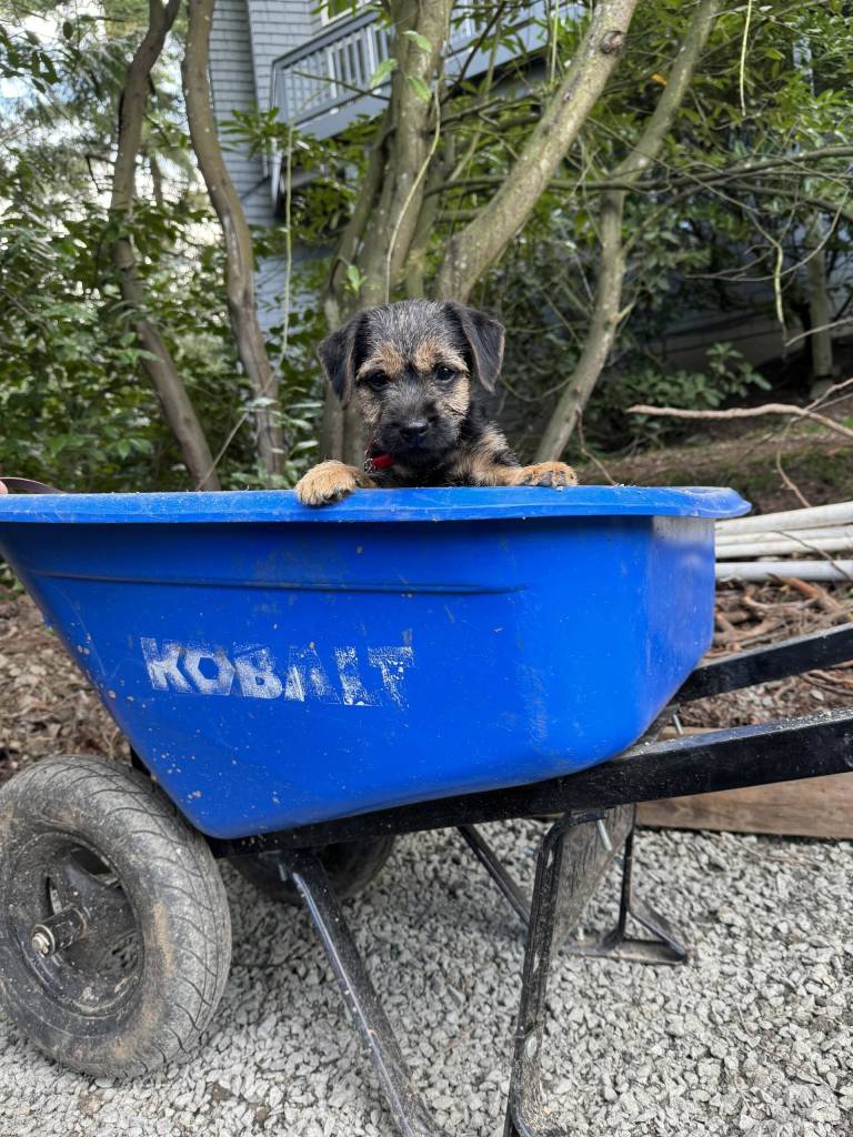 Muddle, age 12 weeks. Photo by Mindy Stern