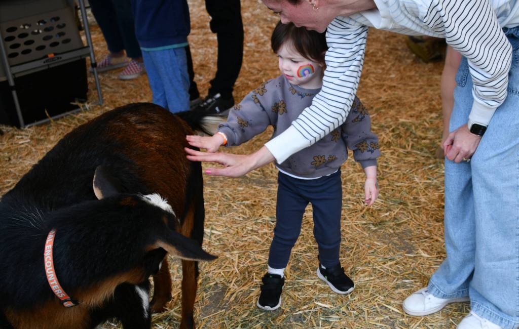 Norah Sanio, 2, and her mother Courtney Hampson pet a goat at the 58th Annual Mercer Island Preschool Association (MIPA) Circus on April 26 at Islander Middle School. This years lineup featured more than 20 games and activities hosted by local preschools: interactive attractions like face painting, balloon animals, inflatables and a petting zoo, and performances from favorites like Reptile Man and a magic show. Andy Nystrom/ staff photo