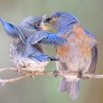 Pictured are Western blue birds. Photo courtesy of Nelda Swiggett