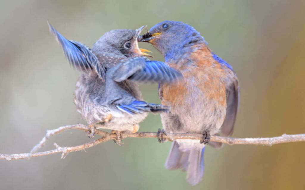 Pictured are Western blue birds. Photo courtesy of Nelda Swiggett