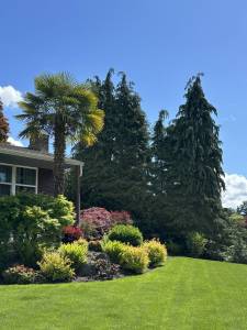 Palm tree across the street from Mercer Island Thrift Store. Photo by Greg Asimakoupoulos