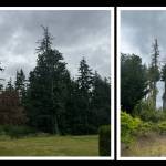Here are photos of the Hsiehs Issaquah property taken on June 26. On the left is the south border of their yard; at right is the east border of the yard that has damaged trees. Courtesy photos