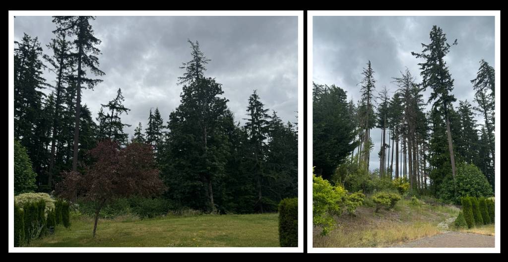 Here are photos of the Hsiehs Issaquah property taken on June 26. On the left is the south border of their yard; at right is the east border of the yard that has damaged trees. Courtesy photos