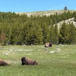 Boy band of bison. Photo by Mindy Stern