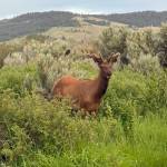 Elk buck. Photo by Mindy Stern