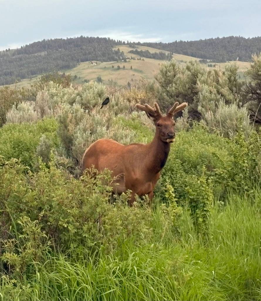 Elk buck. Photo by Mindy Stern