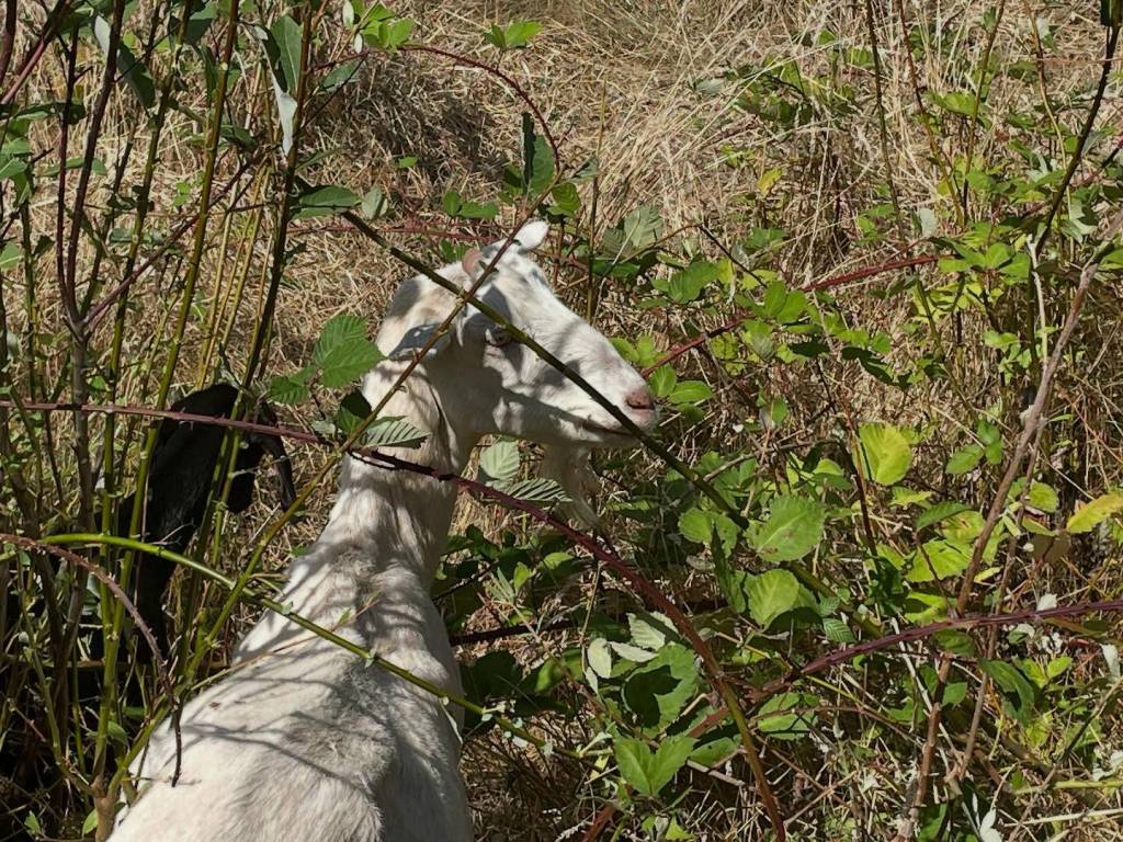 Photo courtesy of the Mercer Island School District