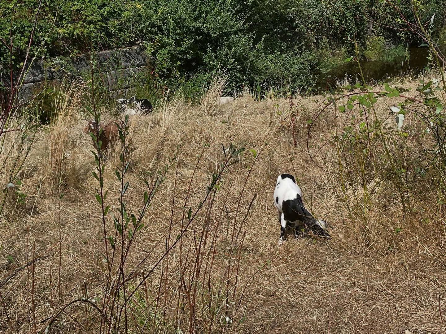 The Rent-A-Ruminant goats have returned to Islander Middle School and will reside on campus until Aug. 28 eating the vegetation in the stormwater retention pond next to the school. Visitors are asked to not feed the goats or go on campus to see the goats while school is in session. The goats visit is made possible by the communitys support of the Mercer Island School Districts capital and technology levy. Photo courtesy of the Mercer Island School District