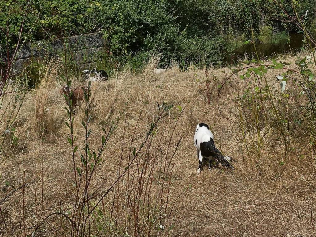 The Rent-A-Ruminant goats have returned to Islander Middle School and will reside on campus until Aug. 28 eating the vegetation in the stormwater retention pond next to the school. Visitors are asked to not feed the goats or go on campus to see the goats while school is in session. The goats visit is made possible by the communitys support of the Mercer Island School Districts capital and technology levy. Photo courtesy of the Mercer Island School District