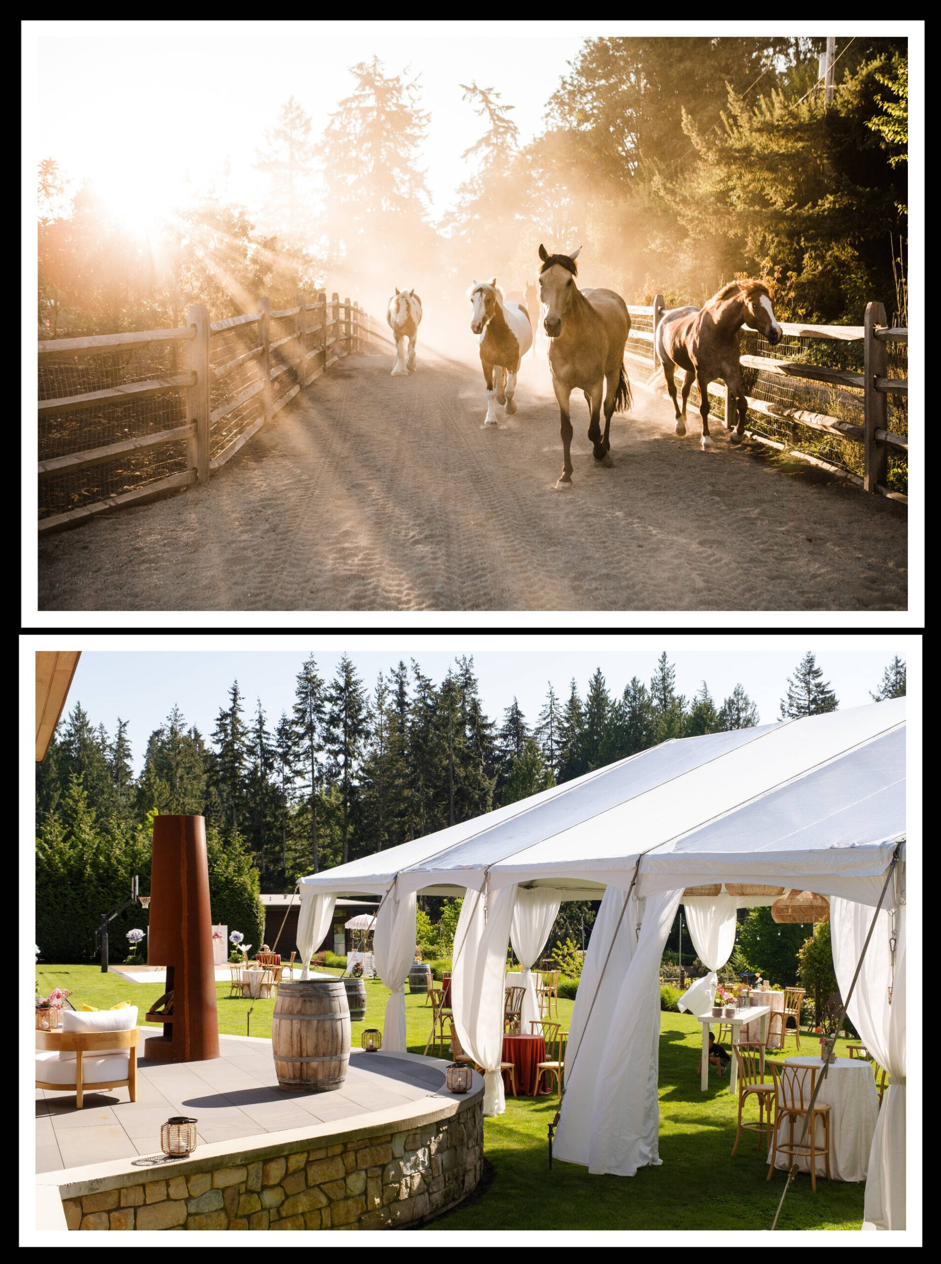 MI Funny Farms horses and spacious outdoor area on Island Crest Way. Photos courtesy of the MI Funny Farm