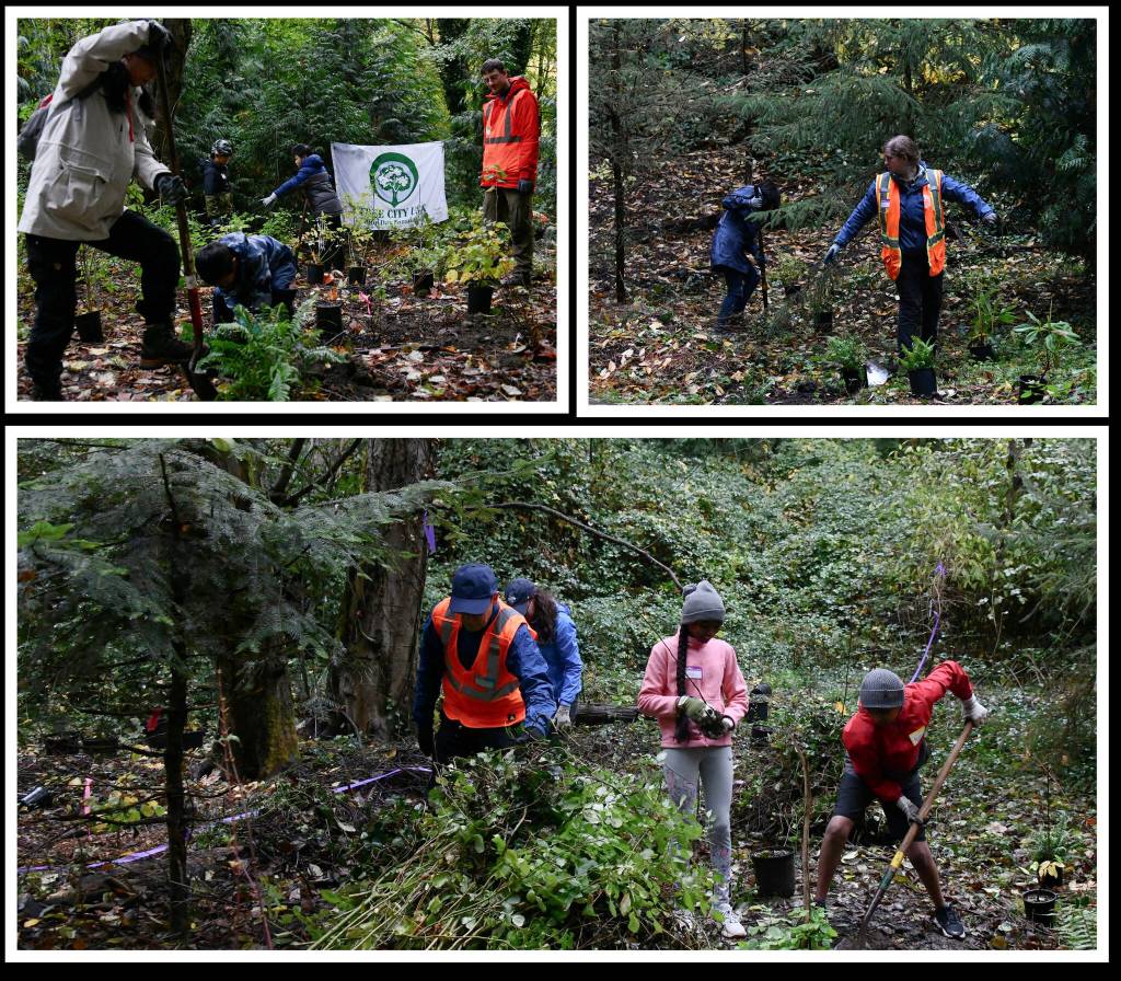 The city of Mercer Islands Natural Resources team held its annual Arbor Day event to celebrate the local urban tree canopy on Oct. 25 at Clarke Beach Park. Resident volunteers, volunteer forest stewards and members of the Natural Resources team participated in the community planting. Attendees were scheduled to plant more than 200 native plants and spread mulch to help protect the plants from weeds. Andy Nystrom/ staff photos