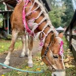 Photo courtesy of Suzanne Zahr