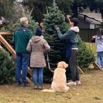 A holiday tree lot volunteer lends a hand at last years fundraiser. Courtesy photo