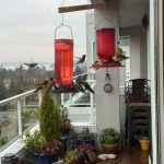 Mercer Island hummingbirds visit a feeder. Courtesy photo