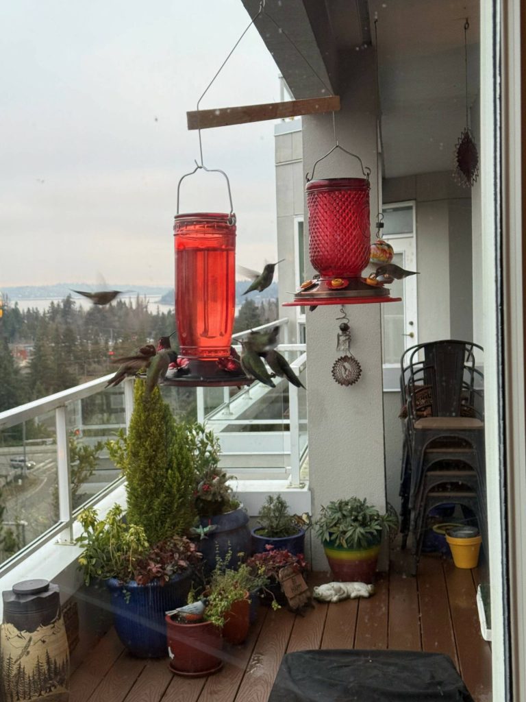 Mercer Island hummingbirds visit a feeder. Courtesy photo