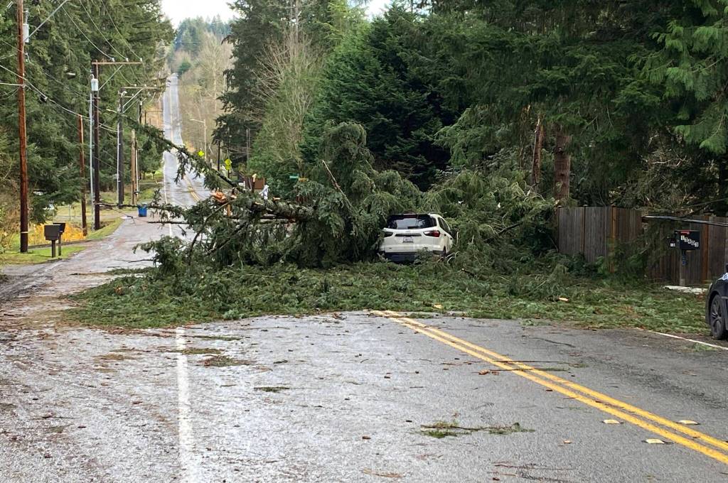 Many trees fell during a November 2024 windstorm in the Puget Sound area. COURTESY FILE PHOTO, City of Kent