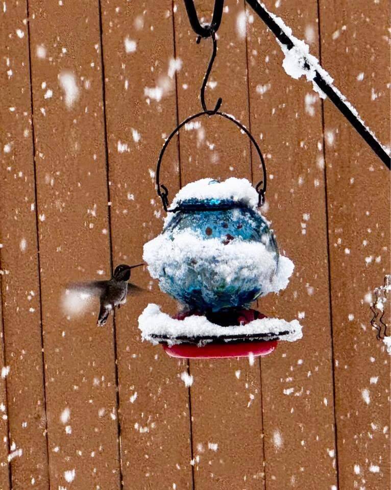A hummingbird at a feeder on March 13. Photo courtesy of Katrina Kemp Akioka