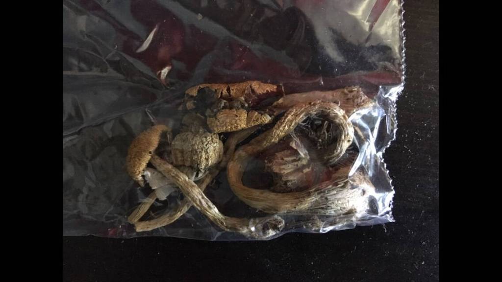 A bag containing 1.5 grams of dried psilocybe cubensis mushrooms. Courtesy photo/Wikipedia Commons