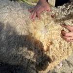 Amy Wolf showing Shaun the Sheeps deep coat. Photos by Mindy Stern