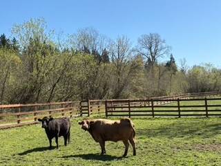 Franny on left, and Bella, Dexter cows. Photo by Mindy Stern