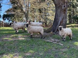 Sheep, ready for shearing. Photo by Mindy Stern