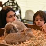 Sara Baker and her daughter Lily, 2 and a half years old, visit with bunnies at the Mercer Island Preschool Association (MIPA) Circus on April 25 at Islander Middle School. Andy Nystrom/ staff photo